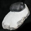 Very D Wenndorfia Trilobite - #27569-4